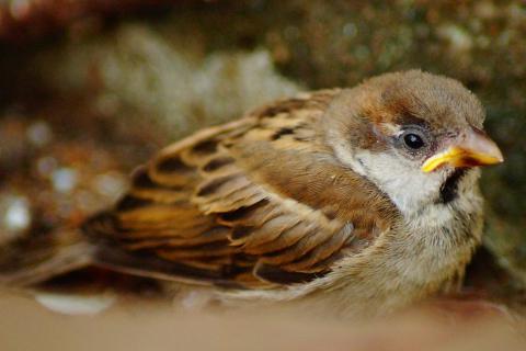 Bird. The Thai for "bird" is "นก". Bird. The Thai for "bird" is "นก".
