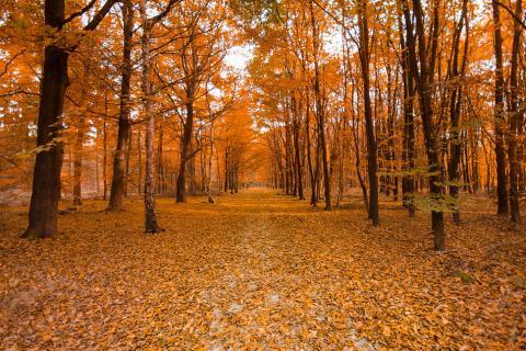 Autumn season. The Thai for "autumn season" is "ฤดูใบไม้ร่วง". Autumn season. The Thai for "autumn season" is "ฤดูใบไม้ร่วง".