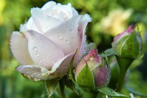 To bloom. The Thai for "to bloom" is "ผลิ". To bloom. The Thai for "to bloom" is "ผลิ".