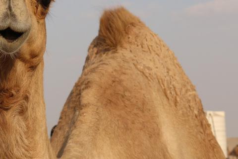 Hump. The Thai for "hump" is "โหนก". Hump. The Thai for "hump" is "โหนก".