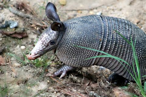 Armadillo. The Thai for "armadillo" is "ตัวนิ่ม". Armadillo. The Thai for "armadillo" is "ตัวนิ่ม".