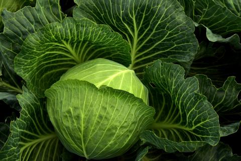 Cabbage. The Thai for "cabbage" is "กะหล่ำปลี". Cabbage. The Thai for "cabbage" is "กะหล่ำปลี".