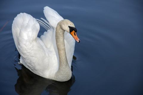 Swan. The Thai for "swan" is "หงส์". Swan. The Thai for "swan" is "หงส์".