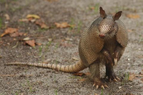 Armadillo. The Thai for "armadillo" is "นิ่ม". Armadillo. The Thai for "armadillo" is "นิ่ม".