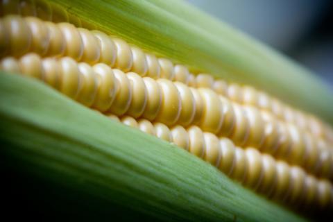 Corn. The Thai for "corn" is "ข้าวโพด". Corn. The Thai for "corn" is "ข้าวโพด".