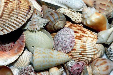 Seashell. The Thai for "seashell" is "เปลือกหอย". Seashell. The Thai for "seashell" is "เปลือกหอย".