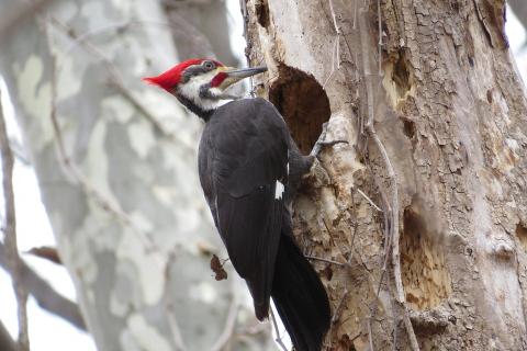Woodpecker. The Thai for "woodpecker" is "นกหัวขวาน". Woodpecker. The Thai for "woodpecker" is "นกหัวขวาน".