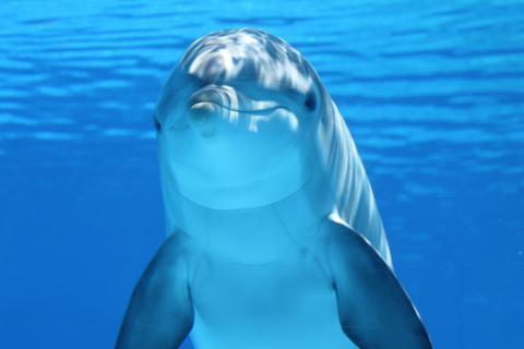 Dolphin. The Thai for "dolphin" is "ปลาโลมา". Dolphin. The Thai for "dolphin" is "ปลาโลมา".