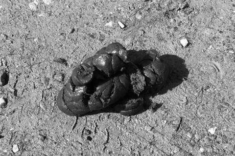 Faeces. The Thai for "faeces" is "อุจจาระ". Faeces. The Thai for "faeces" is "อุจจาระ".