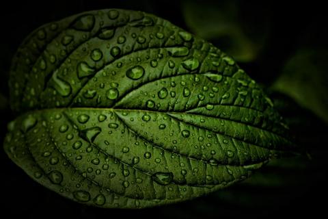 Dark green. The Thai for "dark green" is "เขียวเข้ม". Dark green. The Thai for "dark green" is "เขียวเข้ม".