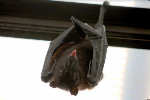 Bat. The Thai for "bat" is "ค้างคาว".