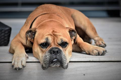 Dog. The Thai for "dog" is "สุนัข". Dog. The Thai for "dog" is "สุนัข".