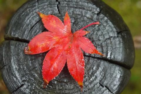 A red leaf. The Thai for "a red leaf" is "ใบไม้สีแดง". A red leaf. The Thai for "a red leaf" is "ใบไม้สีแดง".