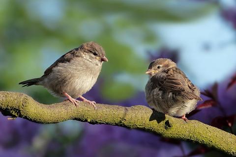 A pair of birds. The Thai for "a pair of birds" is "นกหนึ่งคู่". A pair of birds. The Thai for "a pair of birds" is "นกหนึ่งคู่".