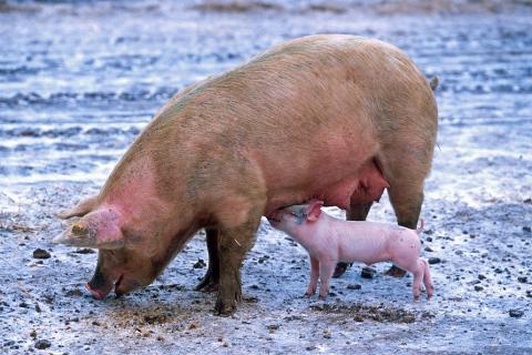 A mother pig and a piglet. The Thai for "a mother pig and a piglet" is "แม่หมูและลูกหมู". A mother pig and a piglet. The Thai for "a mother pig and a piglet" is "แม่หมูและลูกหมู".
