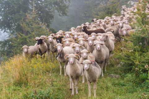 A flock of sheep. The Thai for "a flock of sheep" is "ฝูงแกะ". A flock of sheep. The Thai for "a flock of sheep" is "ฝูงแกะ".