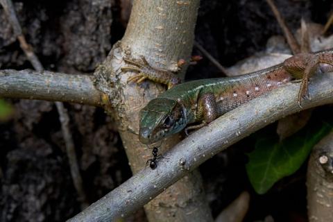 An ant and a lizard. The Thai for "an ant and a lizard" is "มดและกิ้งก่า".