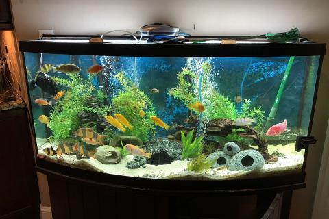 Fish tank; aquarium. The Thai for "fish tank; aquarium" is "ตู้ปลา". Fish tank; aquarium. The Thai for "fish tank; aquarium" is "ตู้ปลา".