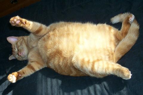 A fat cat. The Thai for "a fat cat" is "แมวอ้วน".