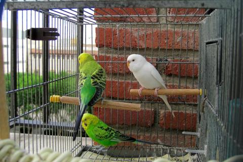Three birds in a cage. The Thai for "three birds in a cage" is "นกสามตัวในกรง". Three birds in a cage. The Thai for "three birds in a cage" is "นกสามตัวในกรง".