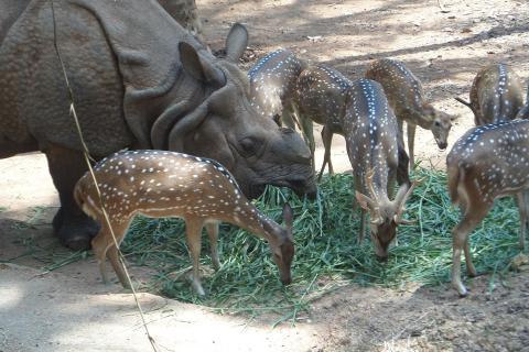 A rhinoceros with a herd of deer. The Thai for "a rhinoceros with a herd of deer" is "แรดกับฝูงกวาง". A rhinoceros with a herd of deer. The Thai for "a rhinoceros with a herd of deer" is "แรดกับฝูงกวาง".