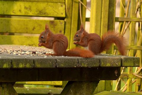 Two squirrels on a table. The Thai for "two squirrels on a table" is "กระรอกสองตัวบนโต๊ะ".