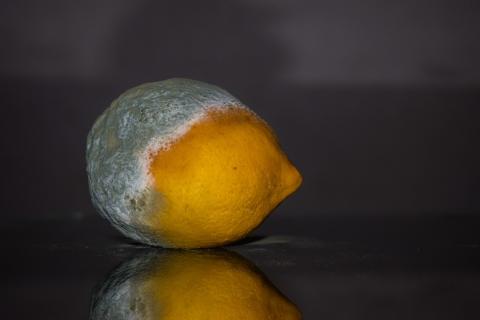 A rotten lemon. The Thai for "a rotten lemon" is "มะนาวเน่า". A rotten lemon. The Thai for "a rotten lemon" is "มะนาวเน่า".