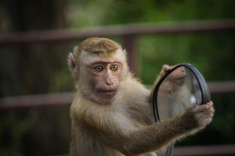 A monkey and a motorcycle mirror. The Thai for "a monkey and a motorcycle mirror" is "ลิงและกระจกมอร์เตอร์ไซค์". A monkey and a motorcycle mirror. The Thai for "a monkey and a motorcycle mirror" is "ลิงและกระจกมอร์เตอร์ไซค์".