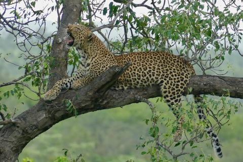 A leopard yawning on a tree. The Thai for "a leopard yawning on a tree" is "เสือดาวหาวบนต้นไม้". A leopard yawning on a tree. The Thai for "a leopard yawning on a tree" is "เสือดาวหาวบนต้นไม้".