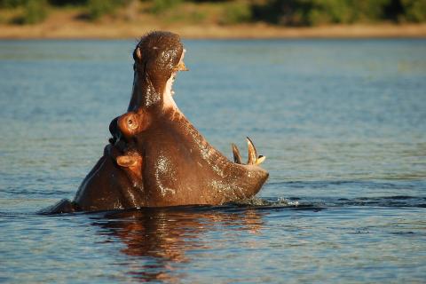 A hippopotamus opens its mouth. The Thai for "a hippopotamus opens its mouth" is "ฮิปโปอ้าปาก". A hippopotamus opens its mouth. The Thai for "a hippopotamus opens its mouth" is "ฮิปโปอ้าปาก".