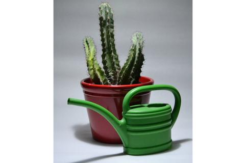 A green watering can and a cactus in a flower pot. The Thai for "a green watering can and a cactus in a flower pot" is "บัวรดน้ำสีเขียวและกระบองเพชรในกระถาง". A green watering can and a cactus in a flower pot. The Thai for "a green watering can and a cactus in a flower pot" is "บัวรดน้ำสีเขียวและกระบองเพชรในกระถาง".