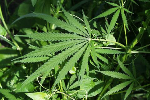 Cannabis; weed. The Thai for "cannabis; weed" is "กัญชา". Cannabis; weed. The Thai for "cannabis; weed" is "กัญชา".