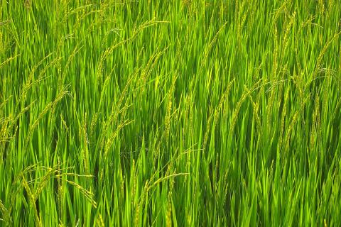 Rice is the main crop of Thailand.. The Thai for "Rice is the main crop of Thailand." is "ข้าวเป็นพืชหลักของไทย". Rice is the main crop of Thailand.. The Thai for "Rice is the main crop of Thailand." is "ข้าวเป็นพืชหลักของไทย".