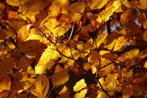 The leaves have turned yellow.. The Thai for "The leaves have turned yellow." is "ใบไม้เปลี่ยนเป็นสีเหลือง". The leaves have turned yellow.. The Thai for "The leaves have turned yellow." is "ใบไม้เปลี่ยนเป็นสีเหลือง".