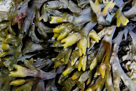 Seaweed. The Thai for "seaweed" is "สาหร่ายทะเล". Seaweed. The Thai for "seaweed" is "สาหร่ายทะเล".